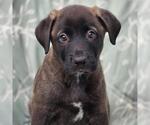 Small #1 Labrador Retriever Mix