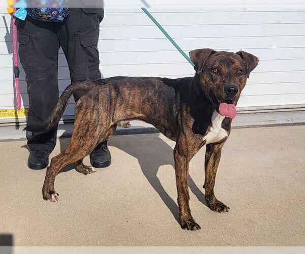Medium Photo #1 American Pit Bull Terrier-Unknown Mix Puppy For Sale in Louisville, KY, USA