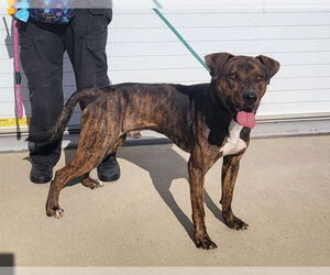 American Pit Bull Terrier-Unknown Mix Dogs for adoption in Louisville, KY, USA