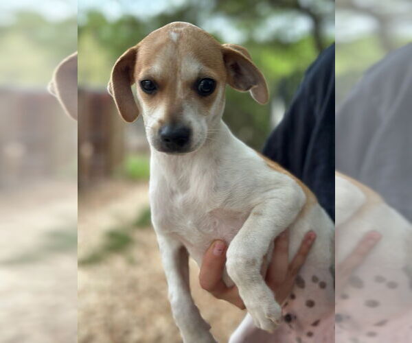 Medium Photo #5 Mutt Puppy For Sale in Oak Bluffs, MA, USA