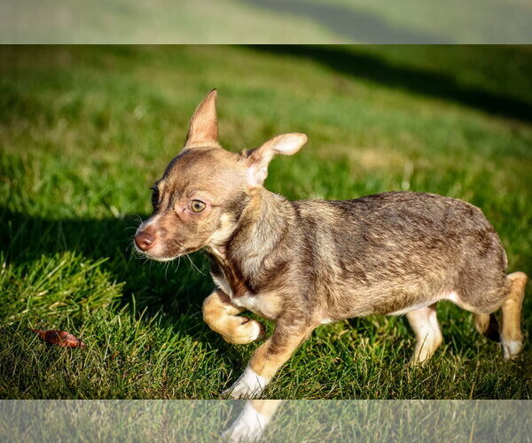 Medium Photo #2 Cairn Terrier-Dachshund Mix Puppy For Sale in Arlington, WA, USA