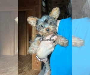 Yorkshire Terrier Puppy for Sale in LEESBURG, Alabama USA
