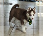 Small Photo #2 Siberian Husky Puppy For Sale in DANVILLE, PA, USA