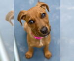Small #6 German Pinscher Mix