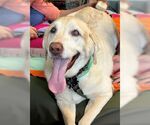 Small #1 Labrador Retriever