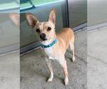 Small #1 Chihuahua Mix