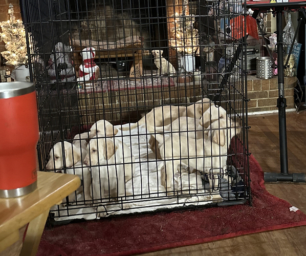 Medium Photo #2 Labrador Retriever Puppy For Sale in SUMMERFIELD, NC, USA