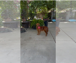 Small Photo #1 Golden Retriever Puppy For Sale in FRESNO, CA, USA