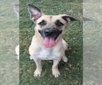 Small #1 German Shepherd Dog-Great Dane Mix