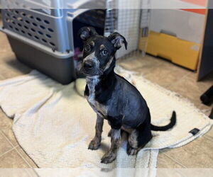 Pointer-Unknown Mix Dogs for adoption in Raleigh, NC, USA