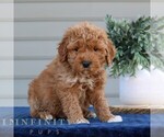Small Goldendoodle (Miniature)