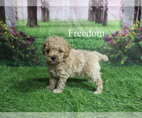 Medium Photo #1 Poodle (Toy) Puppy For Sale in CHANUTE, KS, USA
