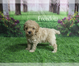 Poodle (Toy) Puppy for sale in CHANUTE, KS, USA