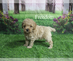 Small Poodle (Toy)