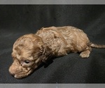 Small #2 Goldendoodle (Miniature)