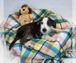 Small #2 Mutt