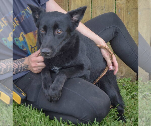 Medium Photo #5 Border Collie-Unknown Mix Puppy For Sale in Huntley, IL, USA
