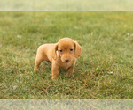 Small #3 Dachshund