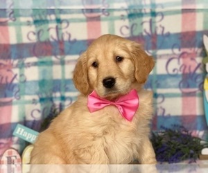 Golden Retriever Puppy for sale in LANCASTER, PA, USA