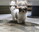 Small Photo #3 Zuchon Puppy For Sale in SHILOH, OH, USA