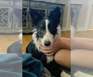 Border Collie-Unknown Mix Dogs for adoption in Winter Park, CO, USA