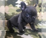 Small Photo #38 French Bulldog Puppy For Sale in CORONA, CA, USA