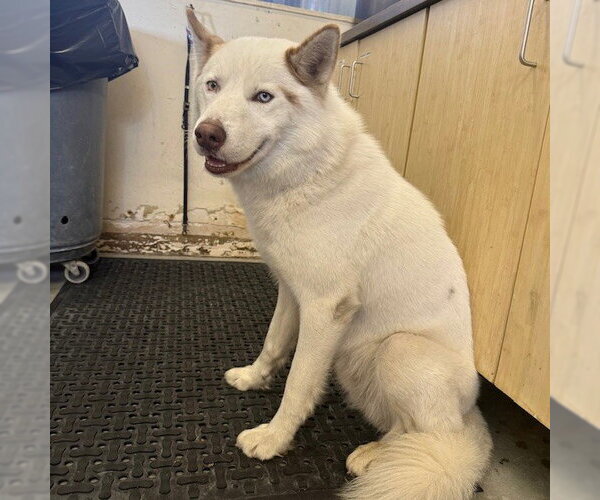 Medium Photo #1 Siberian Husky Puppy For Sale in Camarillo, CA, USA