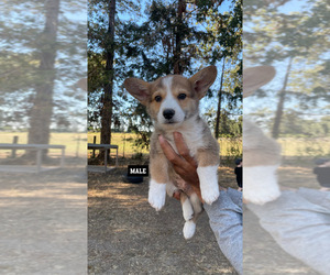 Pembroke Welsh Corgi Puppy for sale in OAKDALE, CA, USA