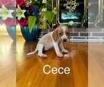 Puppy Cece Beagle