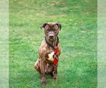 Small #12 Mutt