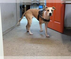 Border Collie-Boxer Mix Dogs for adoption in San Antonio, TX, USA