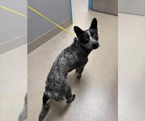 Mutt Dogs for adoption in Las Vegas, NV, USA