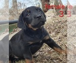 Puppy Puppy 8 Australian Shepherd-Rottweiler Mix