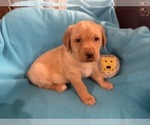 Small #4 Labrador Retriever