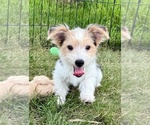 Small #3 Morkie