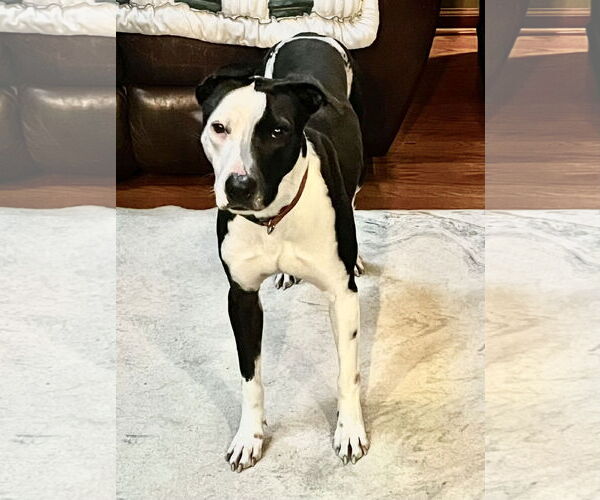 Medium Photo #3 American Foxhound-Dalmatian Mix Puppy For Sale in Virginia Beach, VA, USA