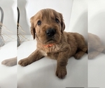 Puppy Orange collar Golden Retriever