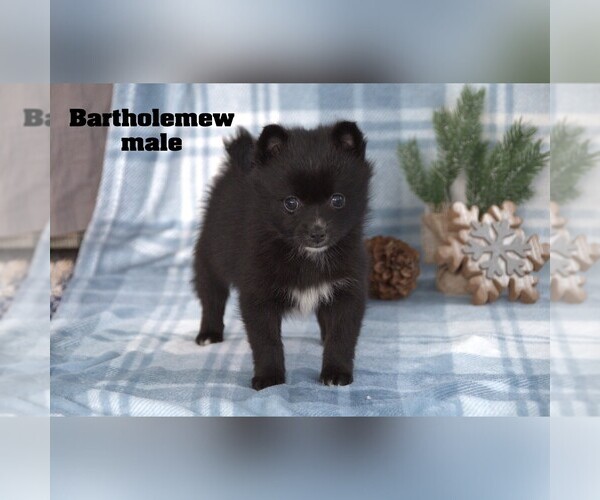 Medium Photo #5 Alaskan Klee Kai-Pomsky Mix Puppy For Sale in CLARE, MI, USA
