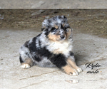 Small #3 Australian Shepherd