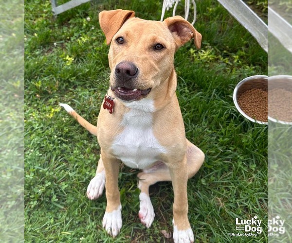 Medium Photo #3 Labrador Retriever-Unknown Mix Puppy For Sale in Washington, DC, USA
