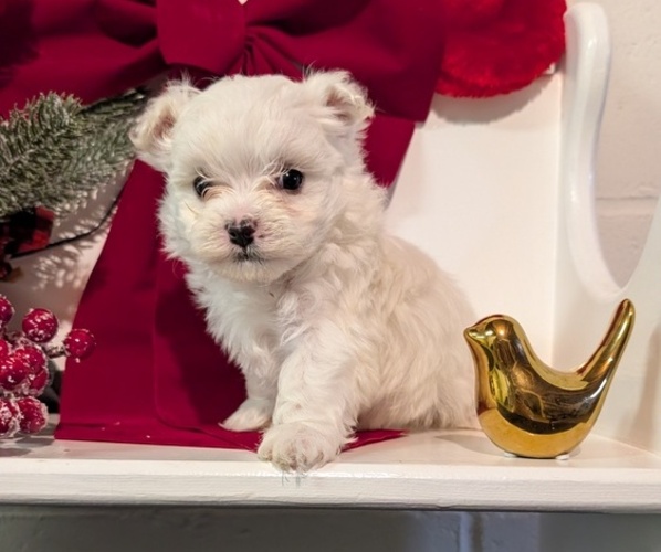 Medium Photo #7 Maltese Puppy For Sale in GOSHEN, IN, USA