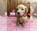 Small Photo #3 Golden Retriever Puppy For Sale in NEOLA, WV, USA