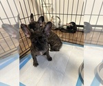 Small Photo #3 French Bulldog Puppy For Sale in MONCKS CORNER, SC, USA