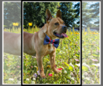 Small #8 Dogue de Bordeaux-French Mastiff Mix