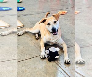 Retriever -Unknown Mix Dogs for adoption in Virginia Beach, VA, USA