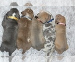Small #40 American Bully