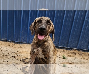 Catahoula Leopard Dog Dog for Adoption in CUMBY, Texas USA