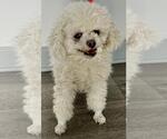Small #6 Poodle (Toy)