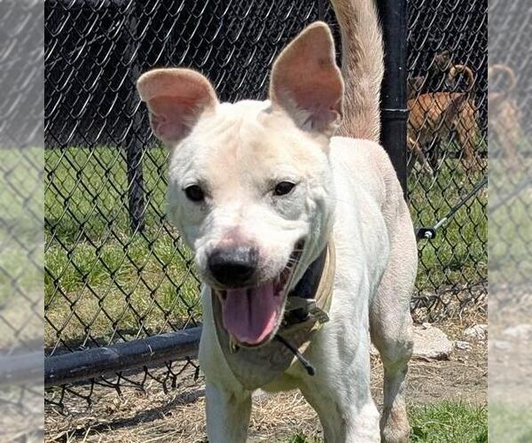 Medium Photo #2 Labrador Retriever-Unknown Mix Puppy For Sale in Houston, TX, USA