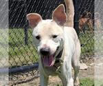 Small #1 Labrador Retriever Mix